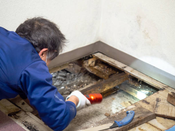 Best Affordable Mold Removal  in Parkville, MO