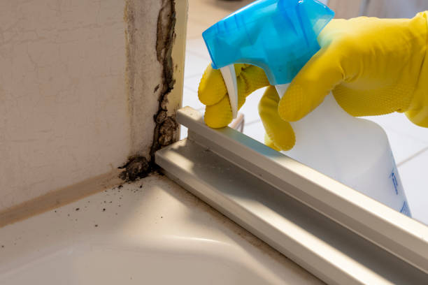 Mold Testing and Removal in Parkville, MO
