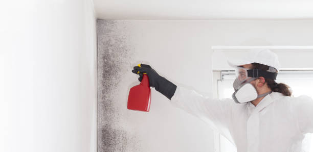 Best Mold Removal Near Me  in Parkville, MO