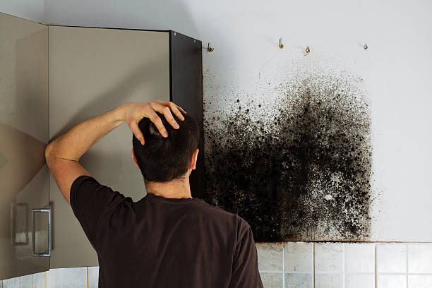 Best Mold Removal and Inspection  in Parkville, MO