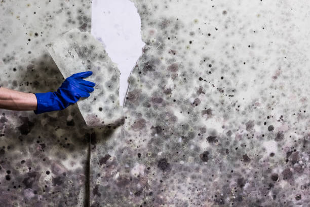 Best Crawl Space Mold Removal  in Parkville, MO