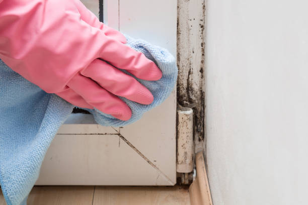 Trusted Parkville, MO Mold Removal Experts
